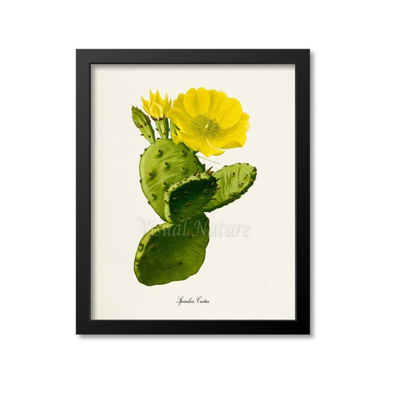 Spineless Cactus Botanical Art Print, Green Yellow