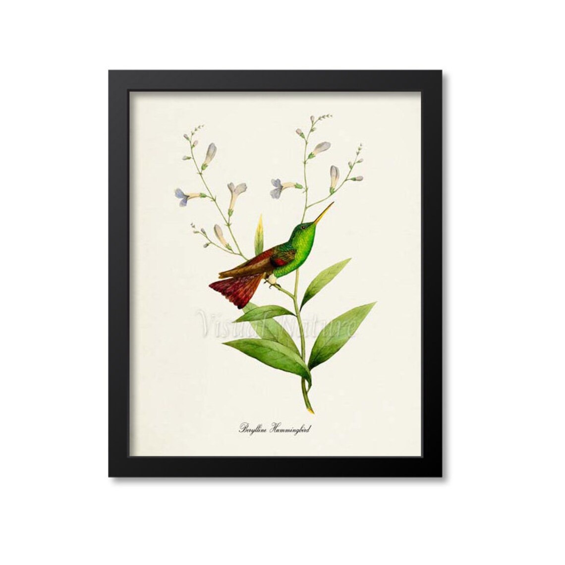 Berylline Hummingbird Art Print, Floral Garden