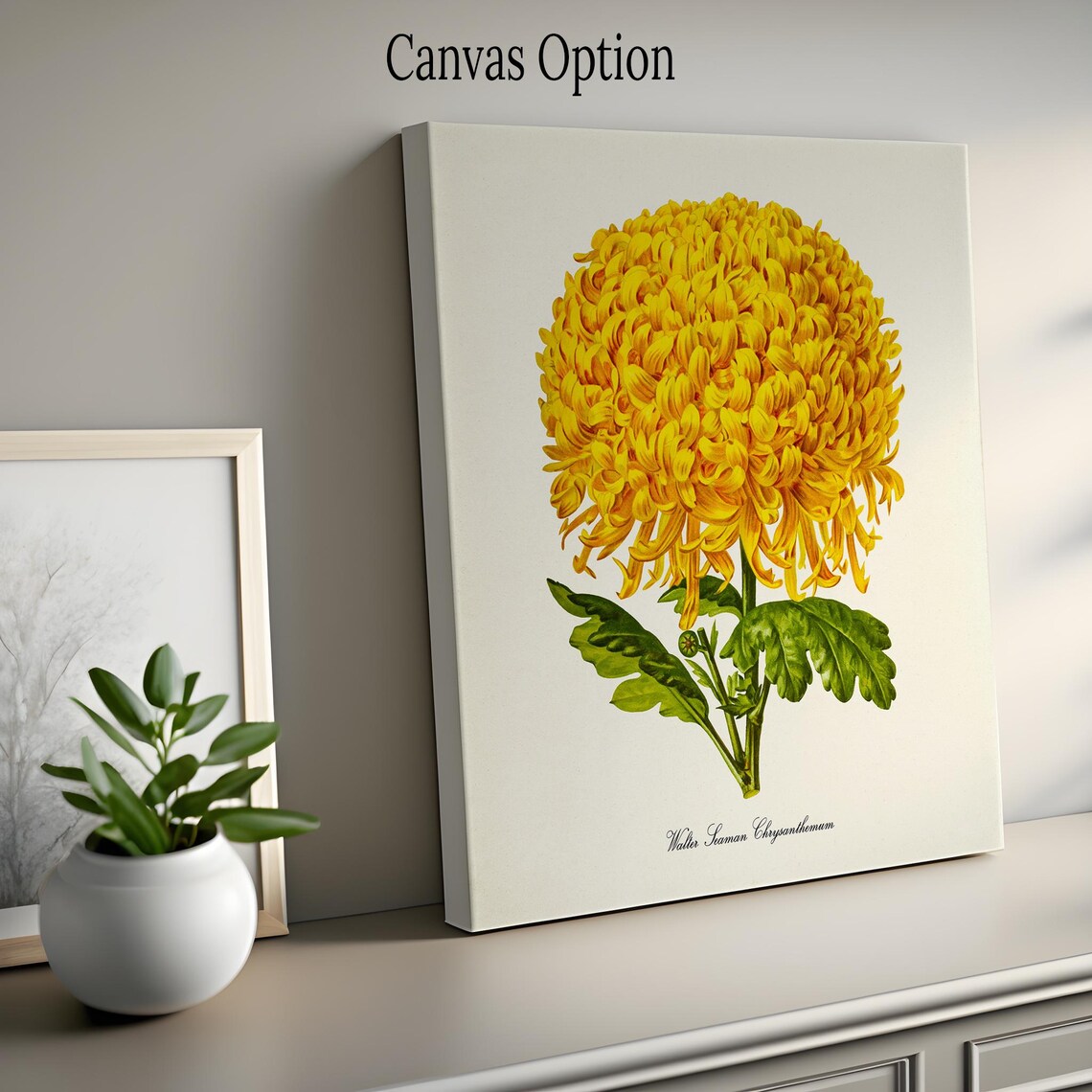 Walter Seaman Chrysanthemum Botanical Art Print - Image 2