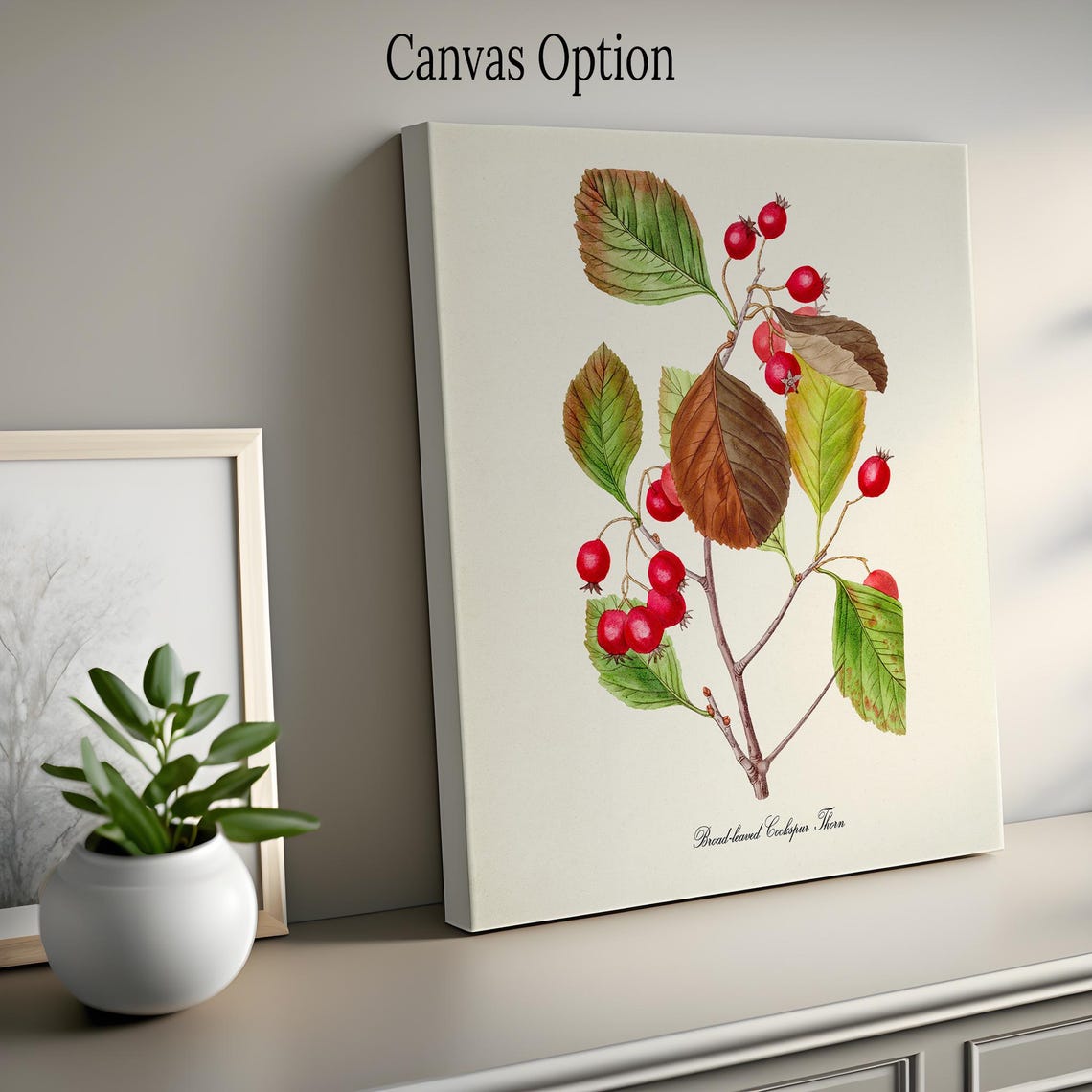Broad Leaved Cockspur Thorn Red Berry Autumn Botanical Poster - Image 2