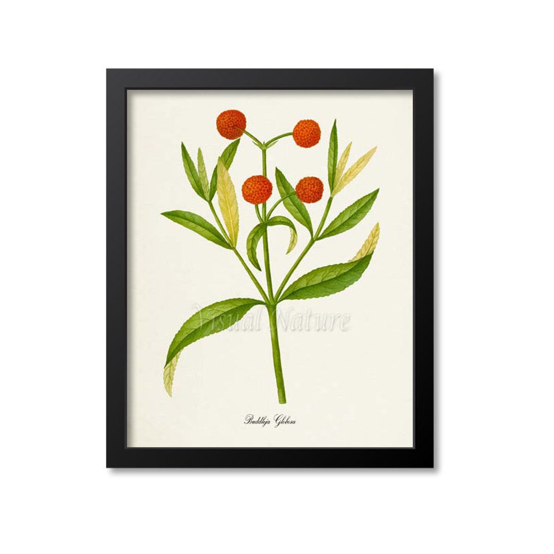 Buddleja Globosa Orange Ball Tree Flower Vintage Botanical Poster