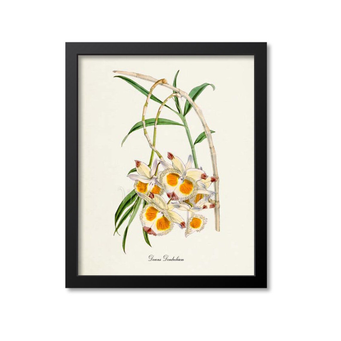 Devons Dendrobium Orchid Botanical Floral Art Print