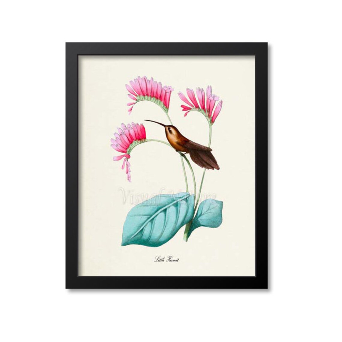 Little Hermit Hummingbird Art Print, Floral Garden