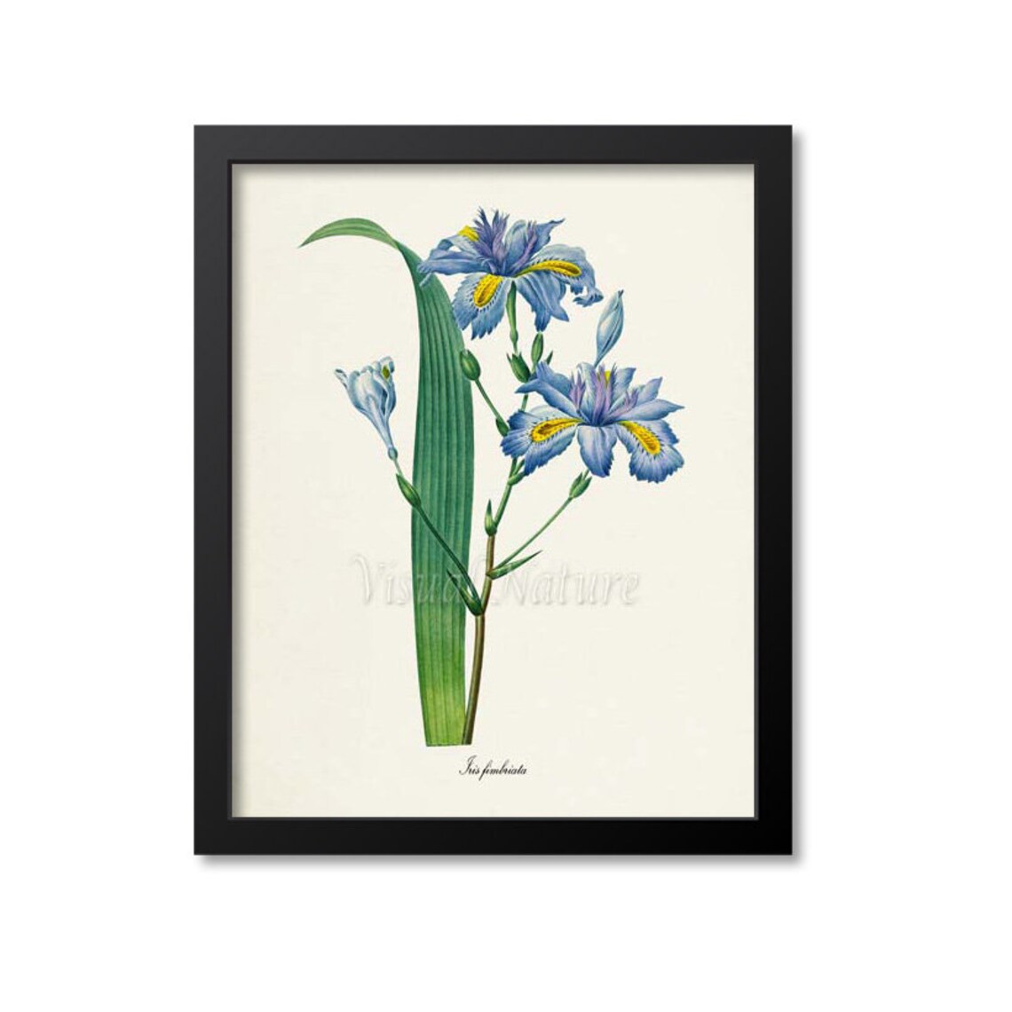 Fringed Iris and Butterfly Botanical Art Print, Redouté-Style