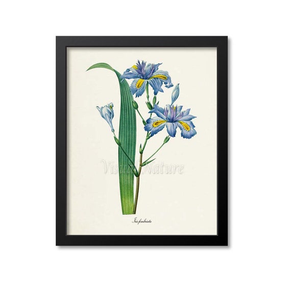 Fringed Iris and Butterfly Botanical Art Print, Redouté-Style
