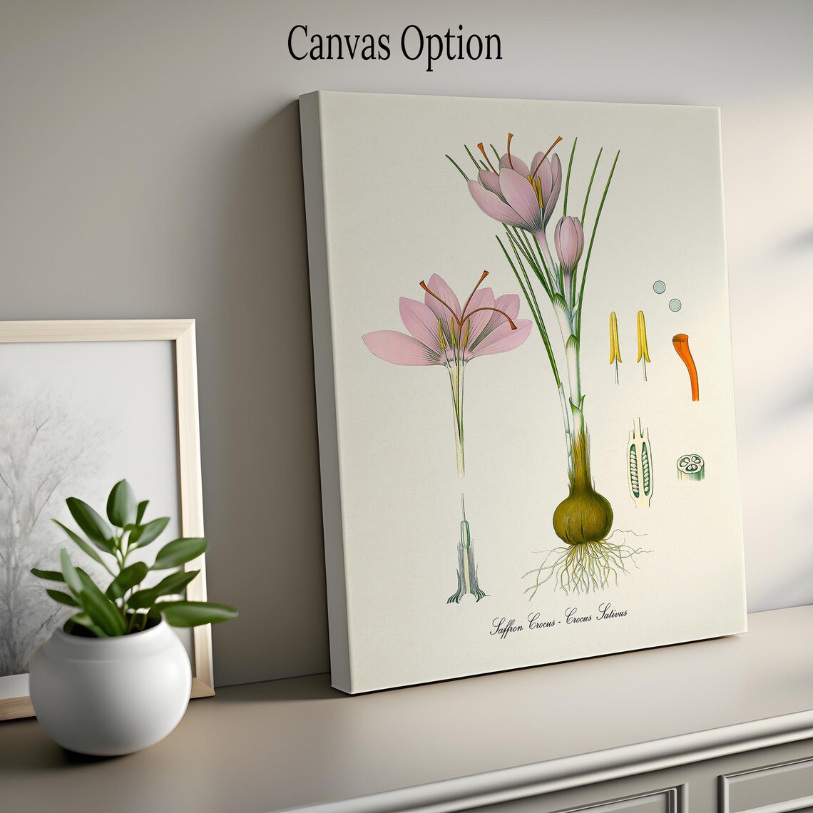 Saffron Crocus Botanical Art Print, Crocus Sativus - Image 2