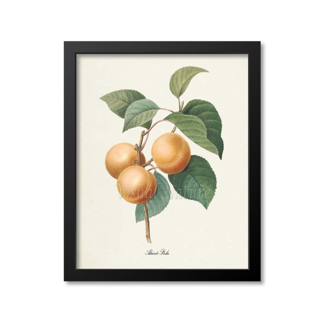 Apricot Botanical Art Print, Redoute-Inspired Fruit
