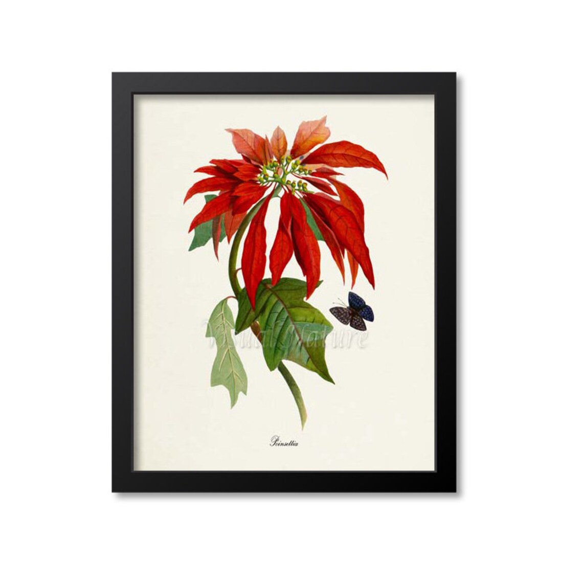 Poinsettia Flower Botanical Art Print, Christmas