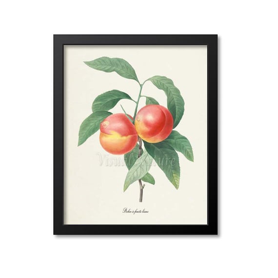 Peaches Botanical Art Print, Redoute-Inspired