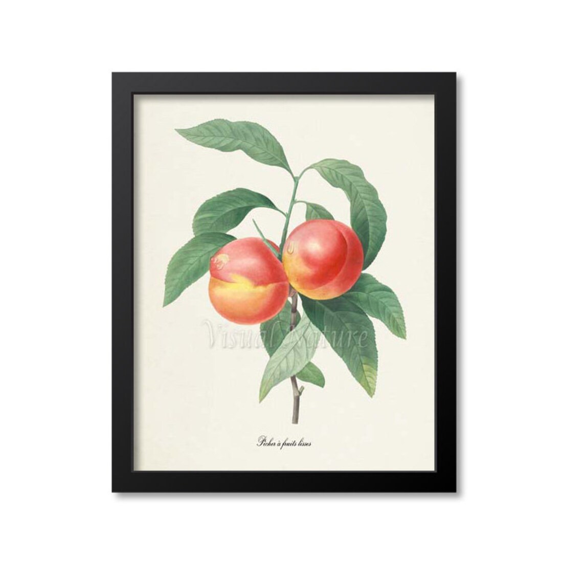 Peaches Botanical Art Print, Redoute-Inspired
