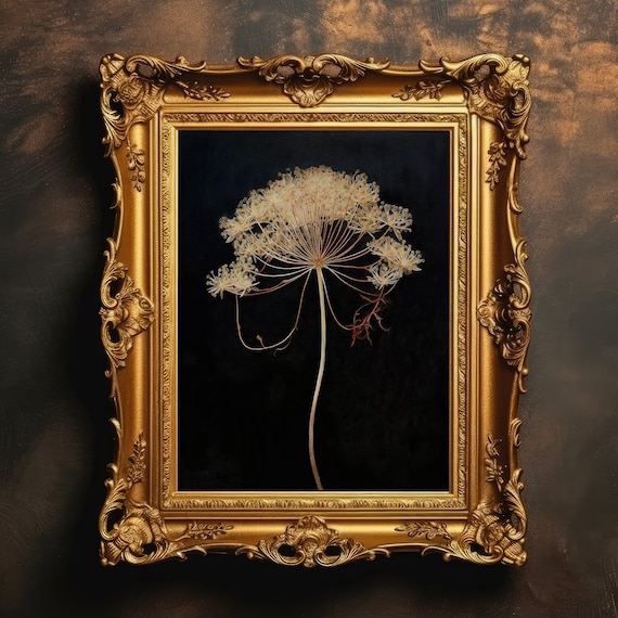 Dried Queen Anne's Lace Flower On Black Dark Botanical Wall Art