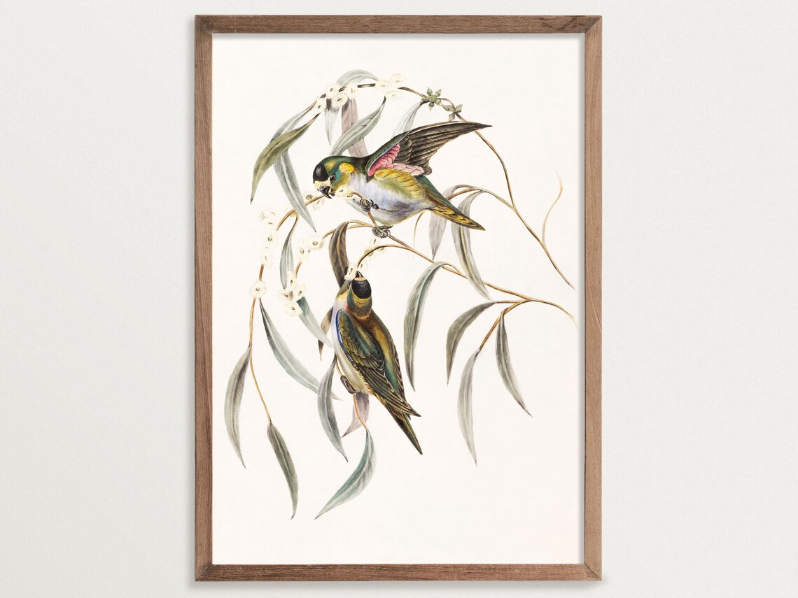Purple Crowned Lorikeet Vintage Antique Illustration
