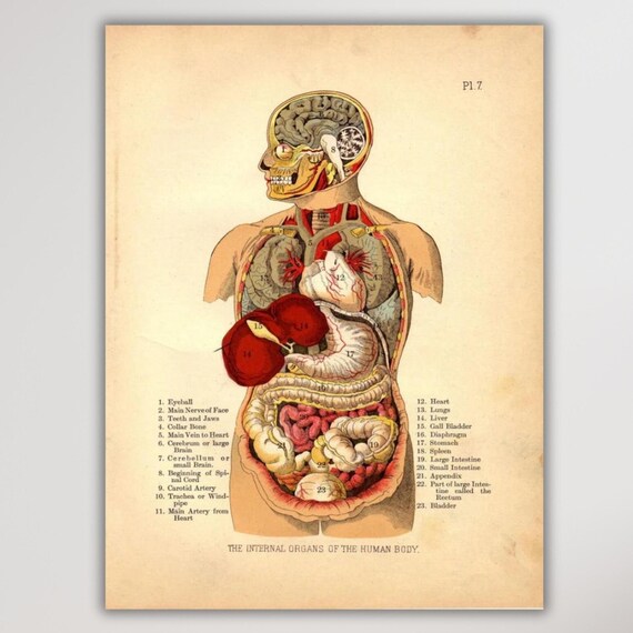 The Internal Organs Of The Human Body Vintage Anatomy Chart Illustration Poster