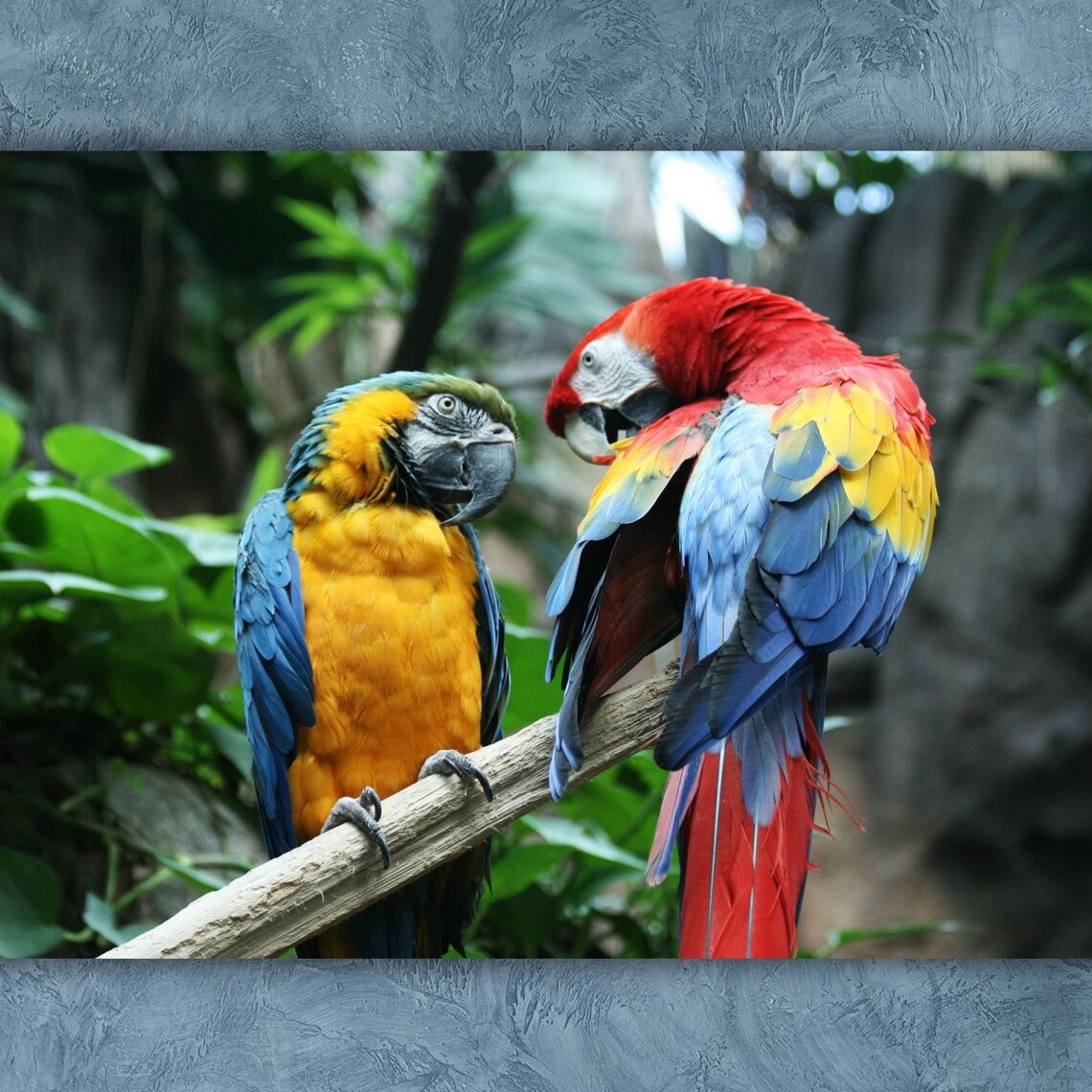Blue and Yellow Macaw Parrot Pair Tropical Birds Wildlife Poster