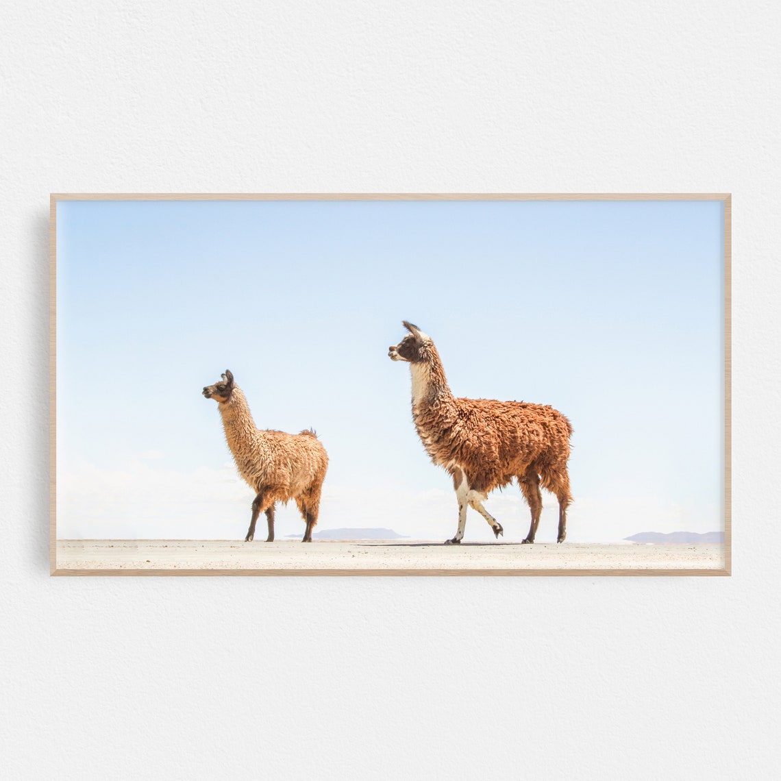 Two Llamas Walking Desert Plain Blue Sky Minimal Animal Poster