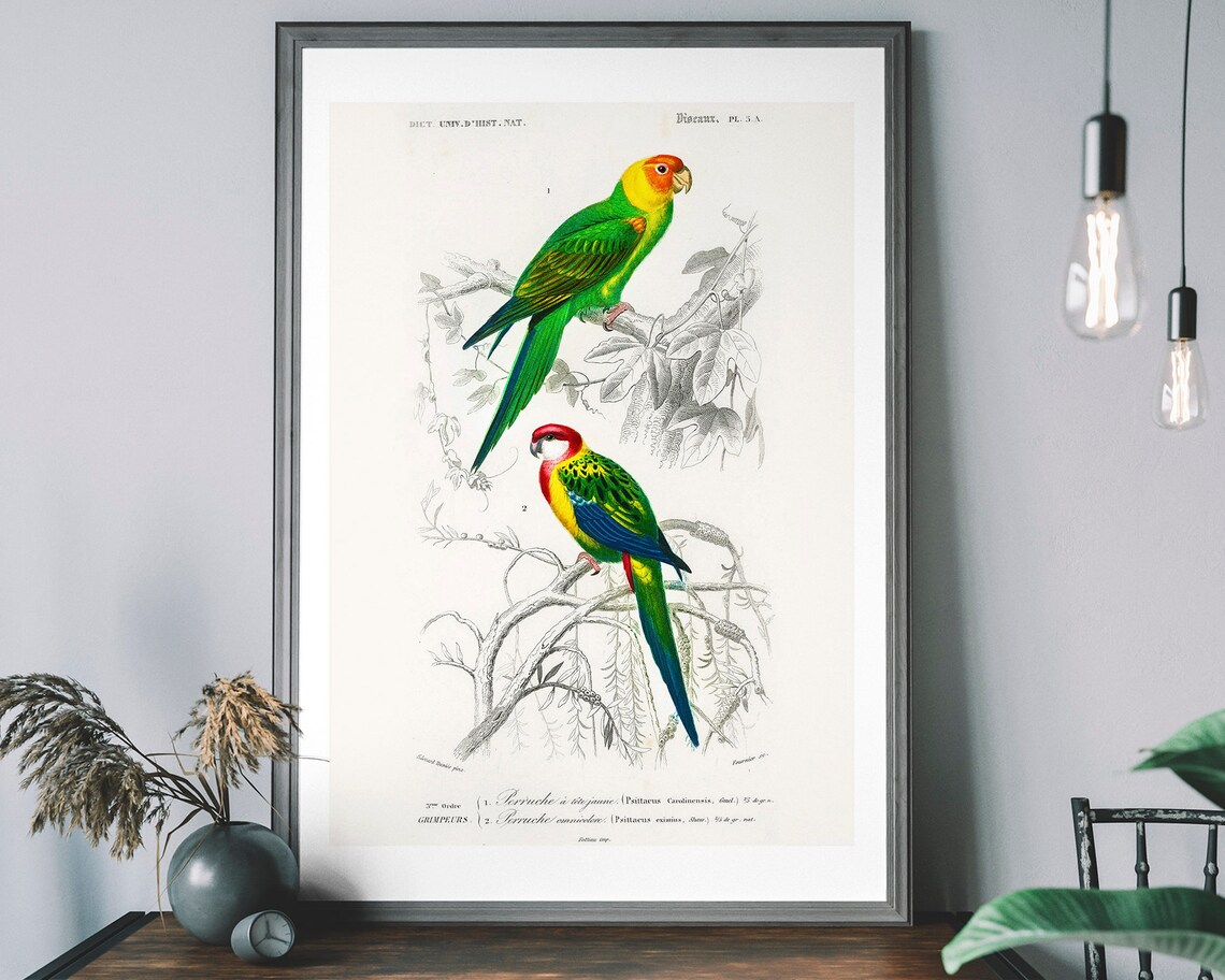 Parakeet Vintage Art Print, Audubon Bird Decor