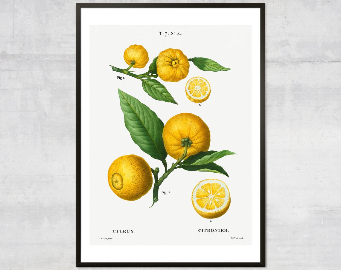 Vintage Lemon Botanical Art Print, Minimalist Kitchen