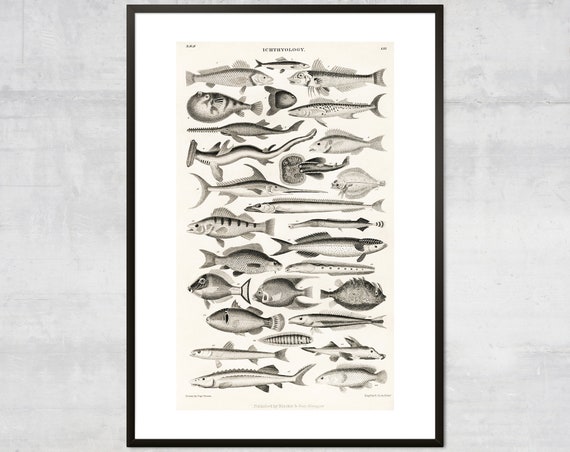 Vintage Fish Art Print, Antique Ocean Diagram