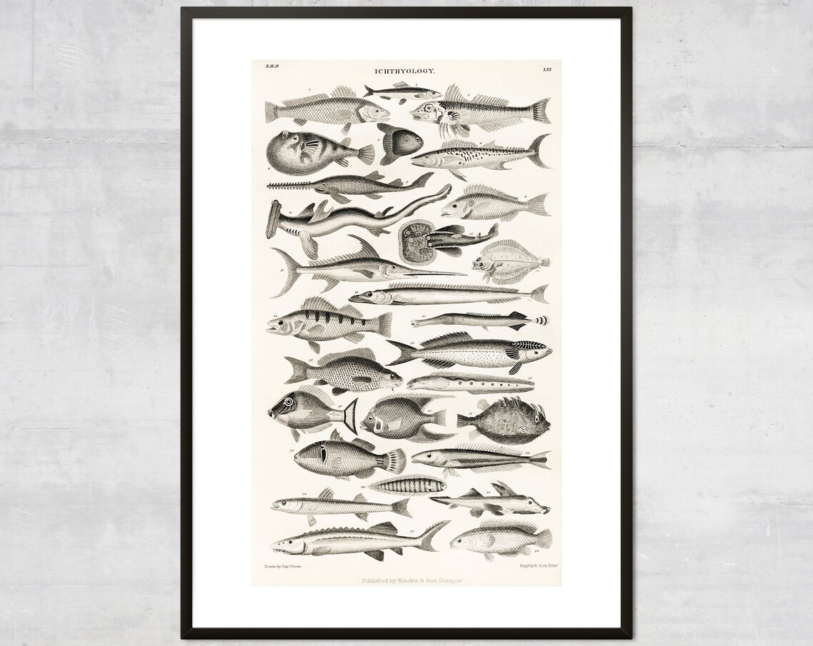 Vintage Fish Art Print, Antique Ocean Diagram