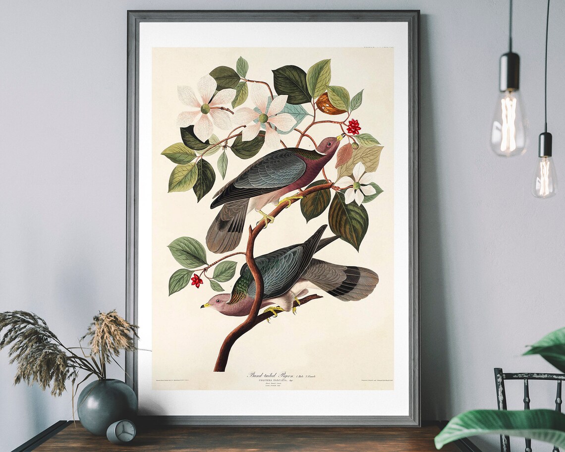Pigeon Vintage Art Print, Birds Of America Decor