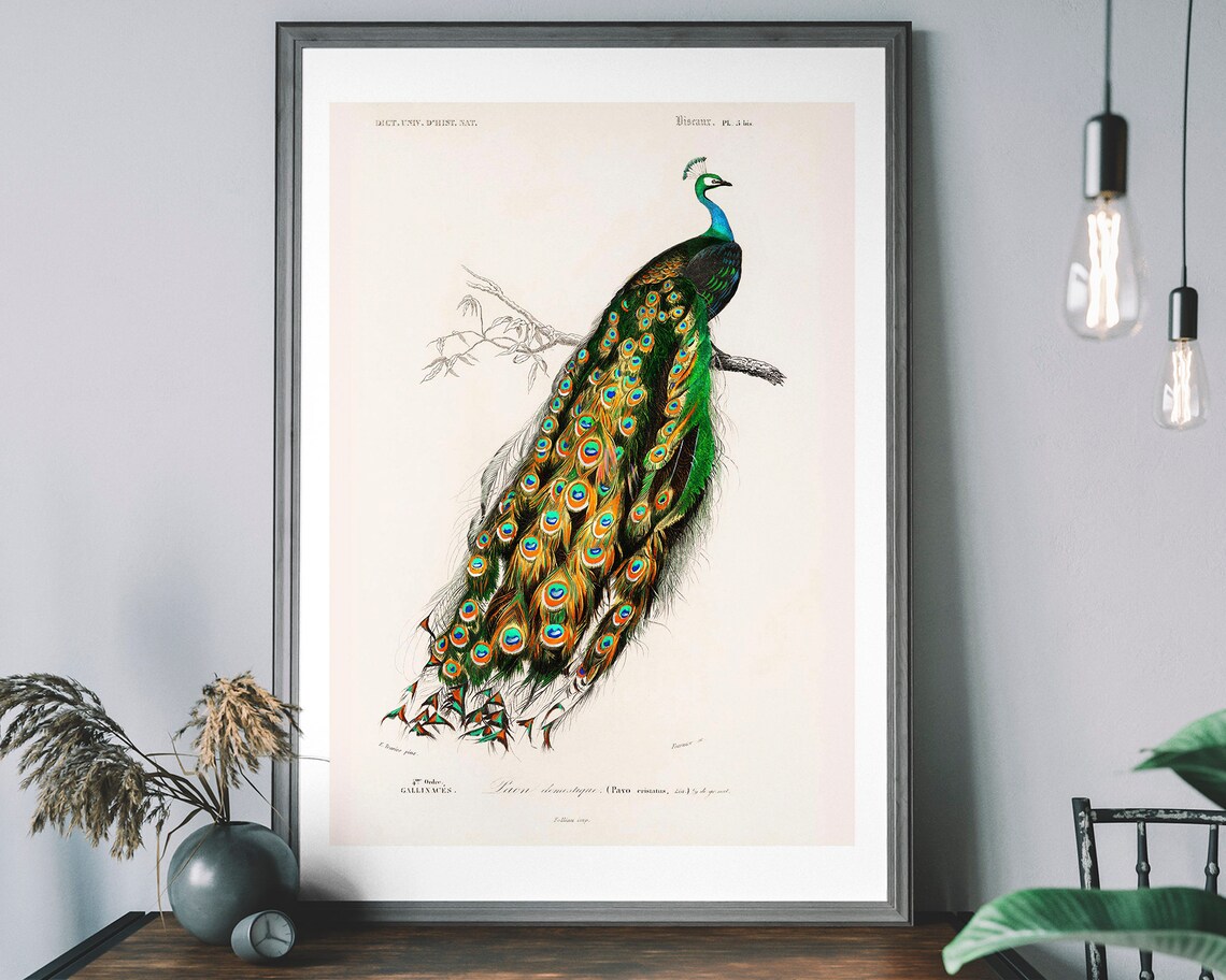 Peacock Vintage Art Print, Audubon Bird Illustration