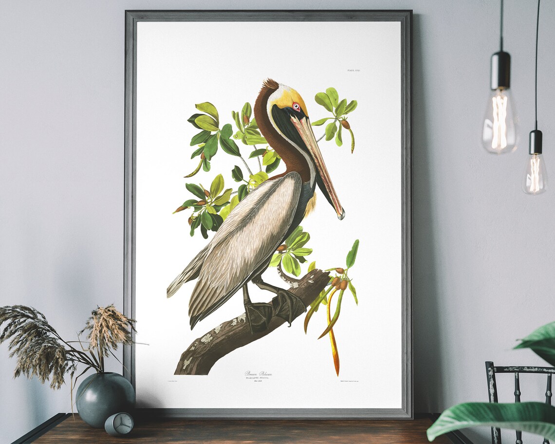 Brown Pelican Vintage Art Print, Audubon Bird