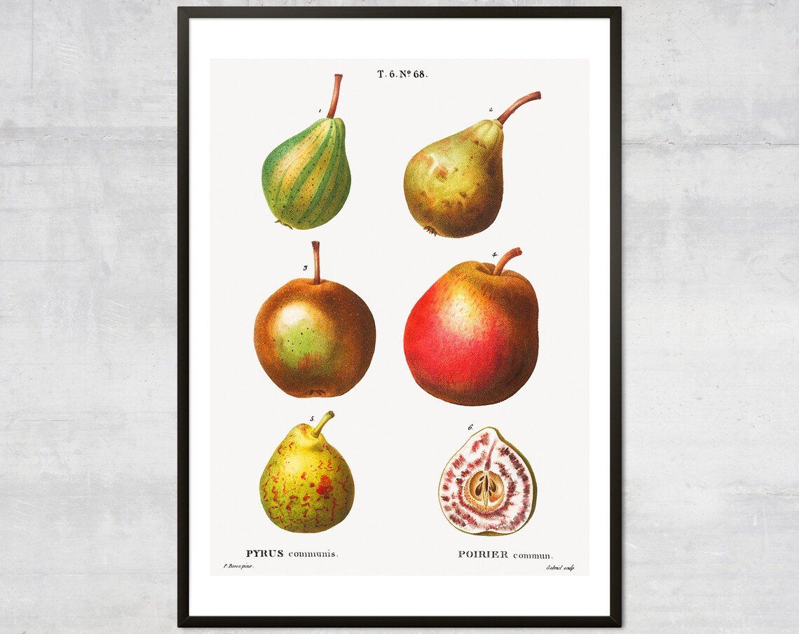 Vintage Fruit Poster Lithograph Print Antique Botanical Minimal Kitchen Wall Decor
