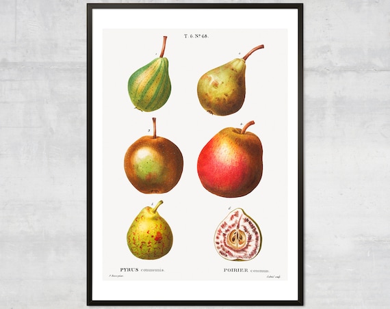 Vintage Fruit Poster Lithograph Print Antique Botanical Minimal Kitchen Wall Decor