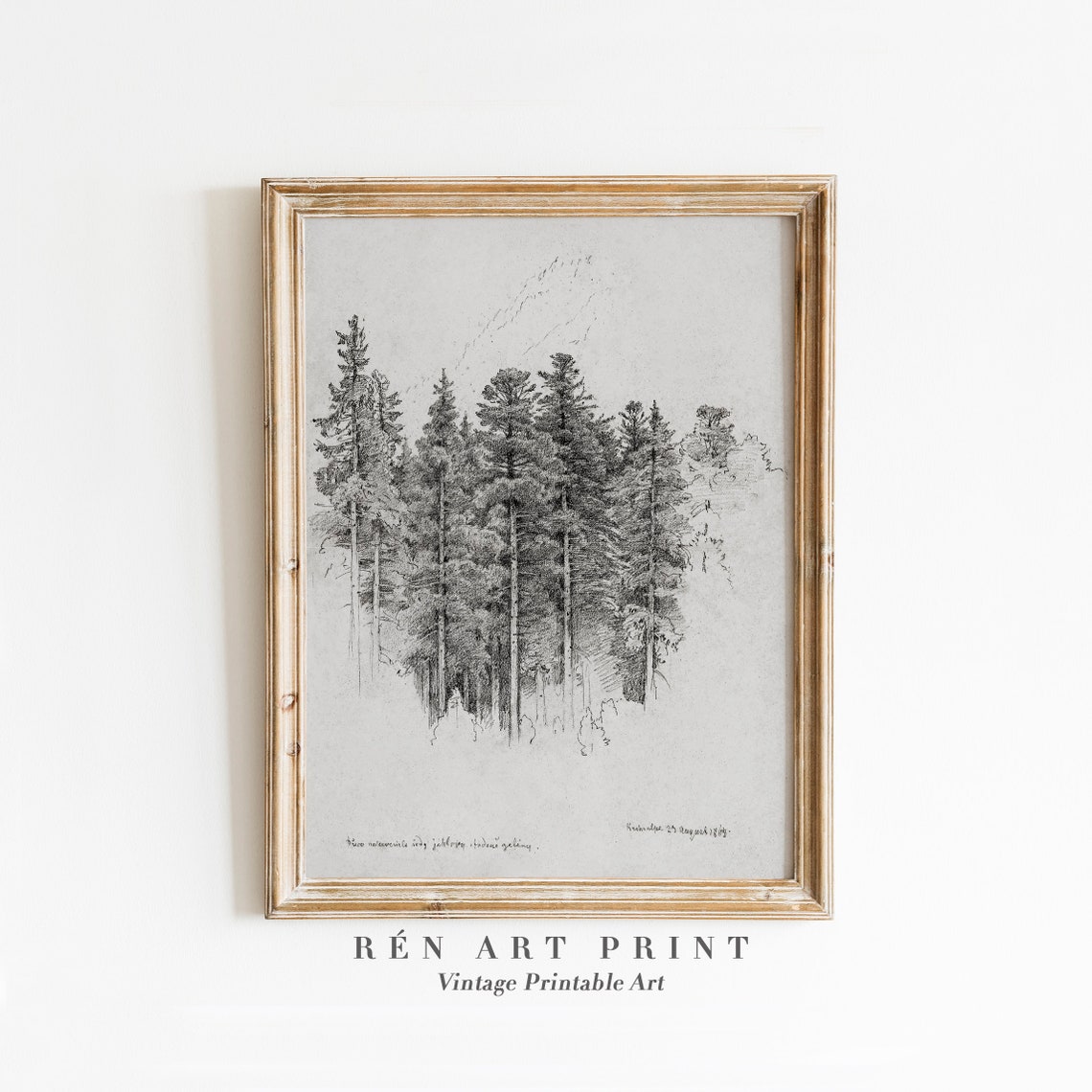 Pine Trees Pencil Sketch Study Vintage Black and White Drawing Print