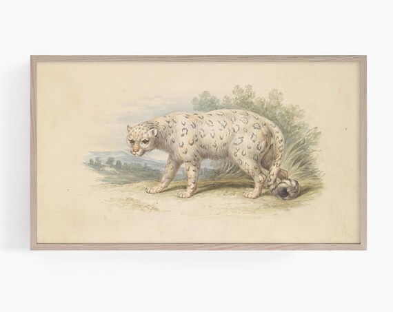 Vintage Snow Leopard Antique Watercolor Wildlife Animal Study Poster