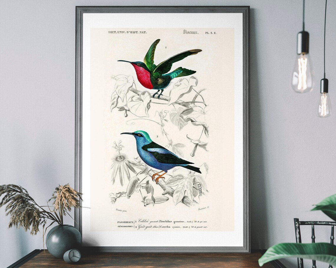Hummingbird Vintage Art Print, Birds of America