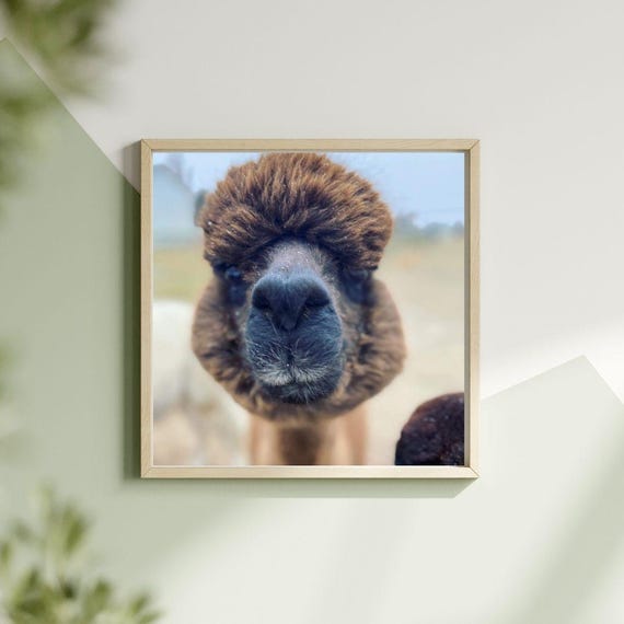 Funny Alpaca Nose Print Adorable Farmhouse Wall Art