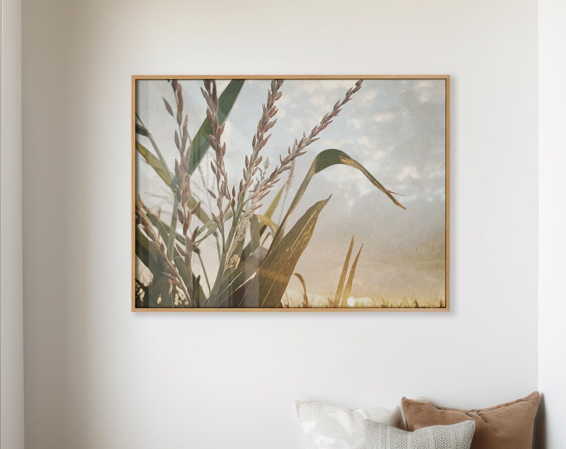 Sunlit Corn Tassels Golden Hour Warm Harvest Field Photo Poster