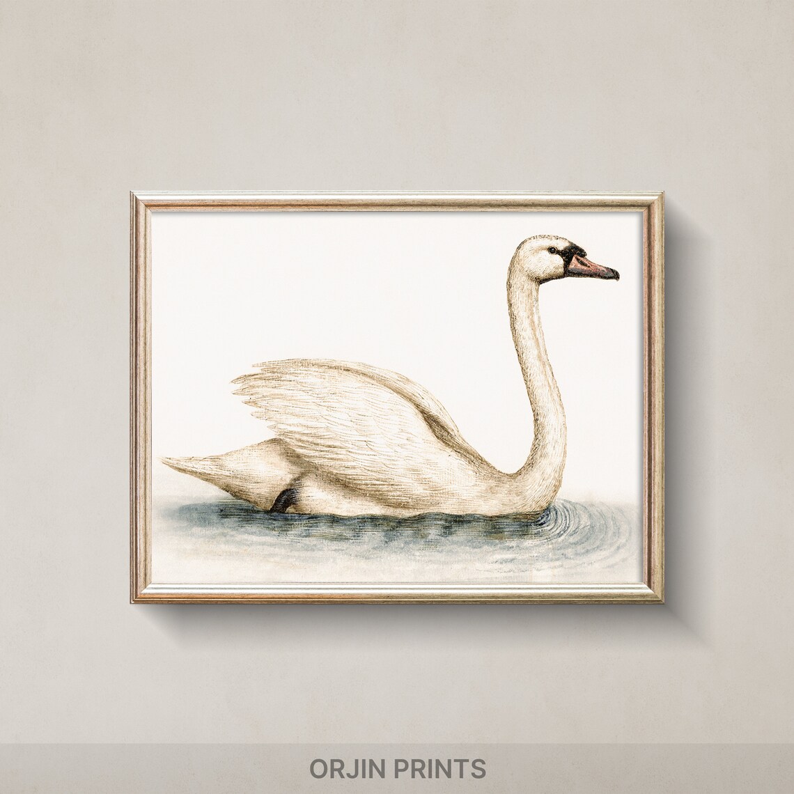 White Swan Minimalist Bird Illustration Vintage Animal Art Poster