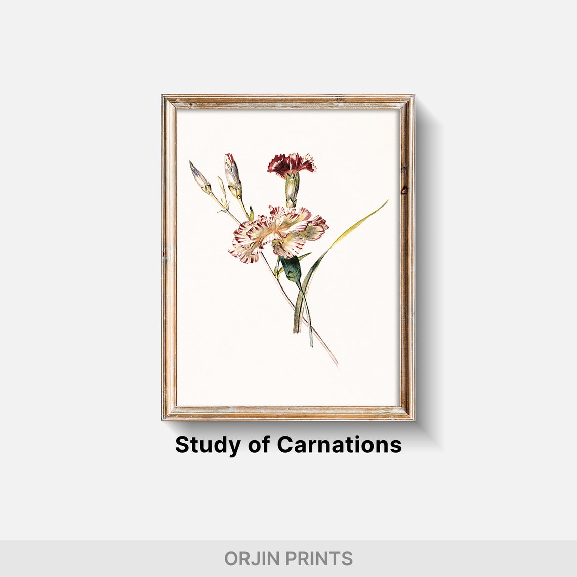 Picotee Carnations Botanical Illustration Vintage Pink Flower Poster - Image 2