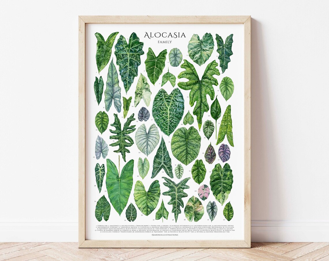 Alocasia Family Elephant Ear Leaf Species Watercolor Chart Poster