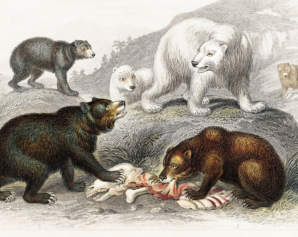 Vintage Polar and Brown Bears Natural History Engraving Poster