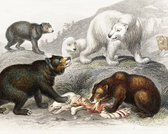 Vintage Polar and Brown Bears Natural History Engraving Poster