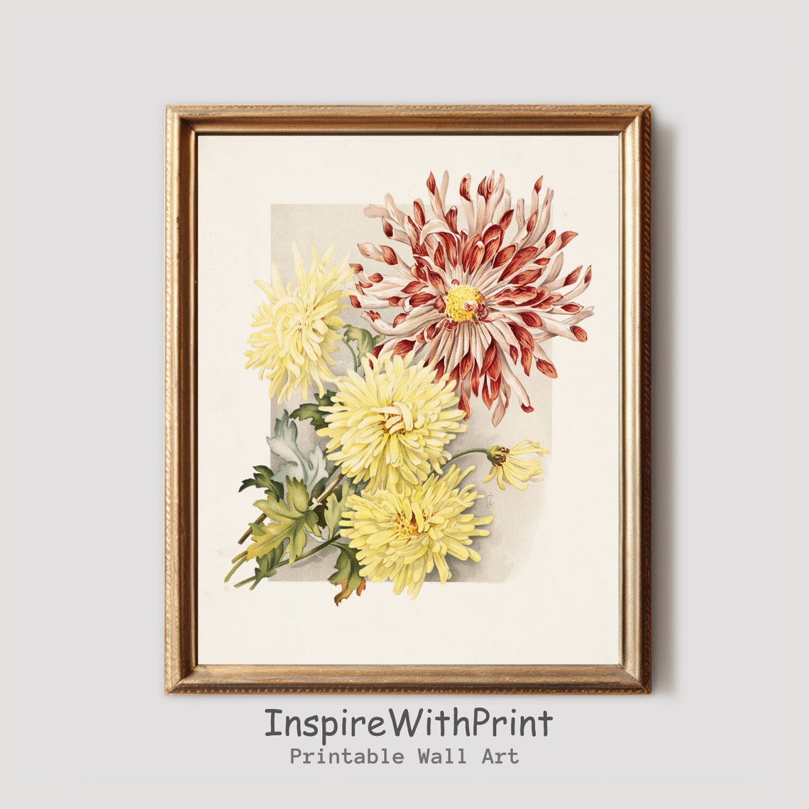 Vintage Chrysanthemum Botanical Floral Illustration Art Poster