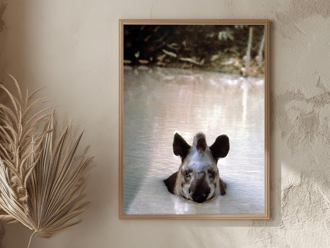 Peru Amazon Tapir Swimming Head Above Water Wildlife Vintage Poster