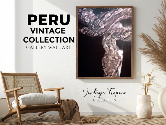 Large Snake Coiled Close Up Patterned Scales Vintage Wildlife Wall Art