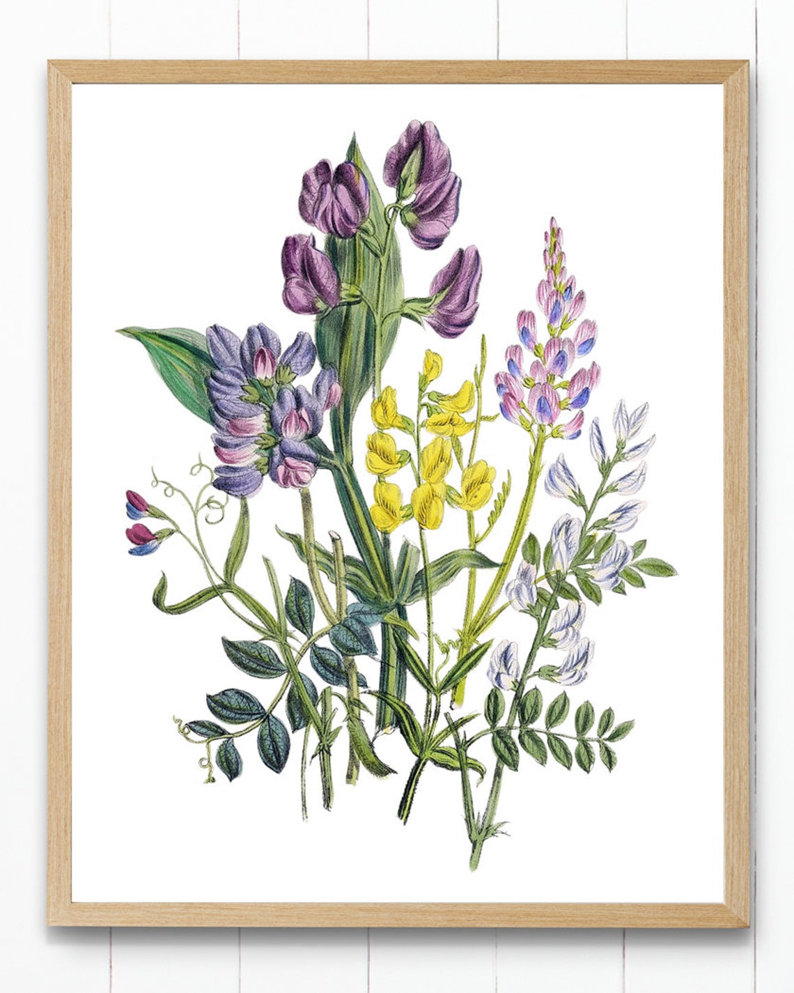 Meadow Pea Wildflowers Vintage Botanical Illustration Poster - Image 4