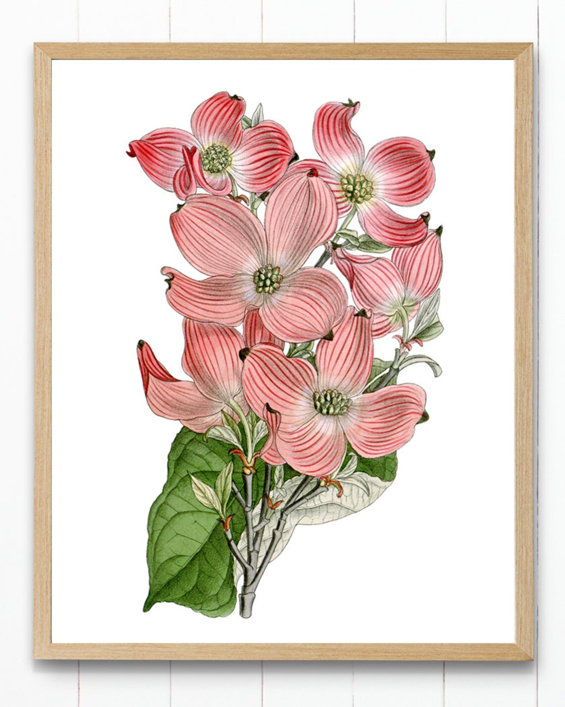 Flowering Pink Dogwood Vintage Botanical Art Print - Image 2