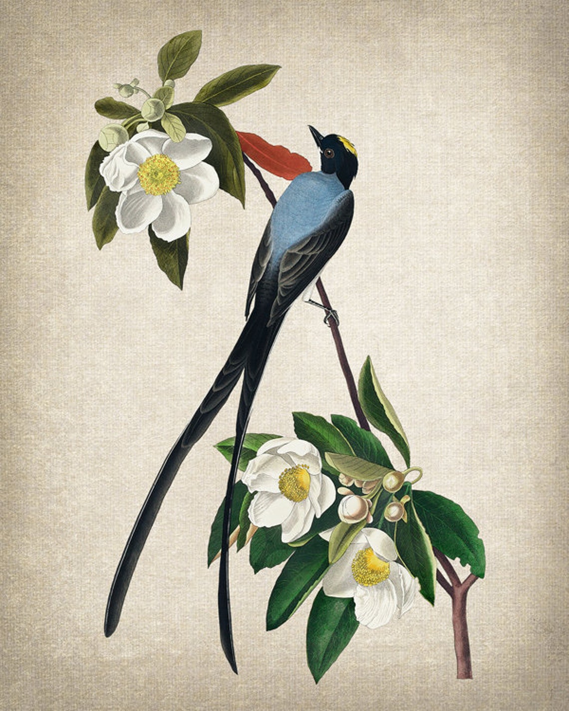 Fork Tailed Flycatcher White Blossom Vintage Bird Art Poster - Image 2