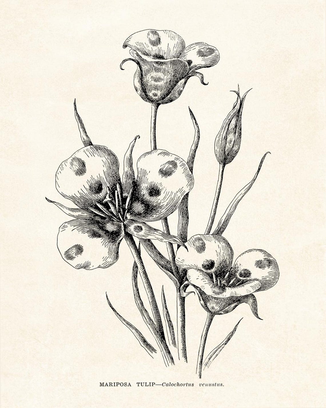 Mariposa Tulip Calochortus Venustus Vintage Botanical Line Poster - Image 2