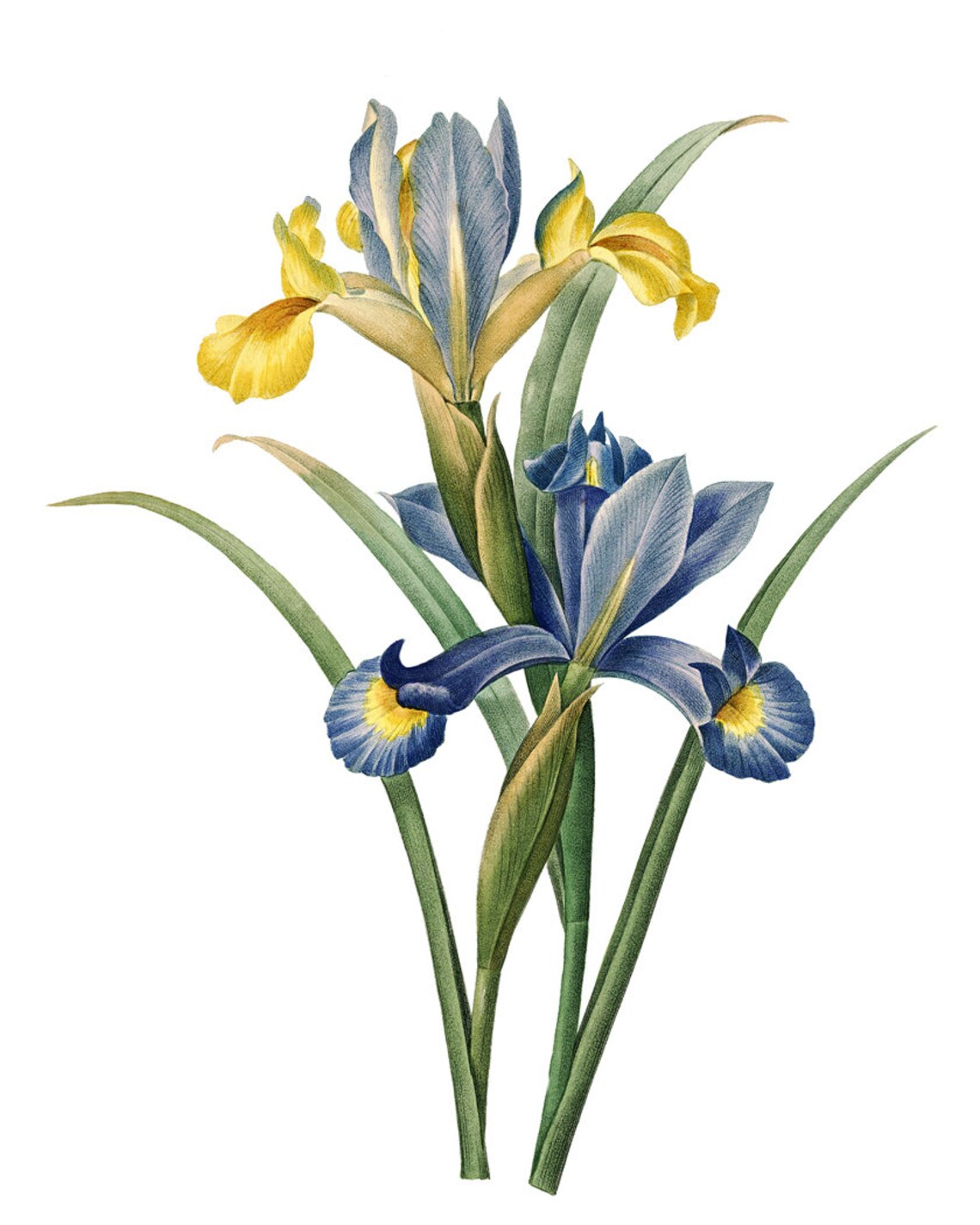 Iris Flowers, Vintage Botanical Art Print - Image 2