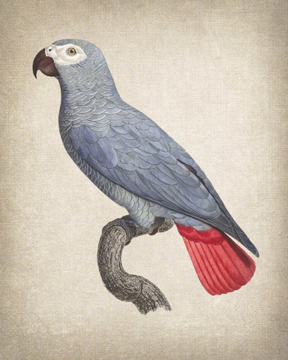 African Grey Parrot Vintage Illustration Art Print - Image 2
