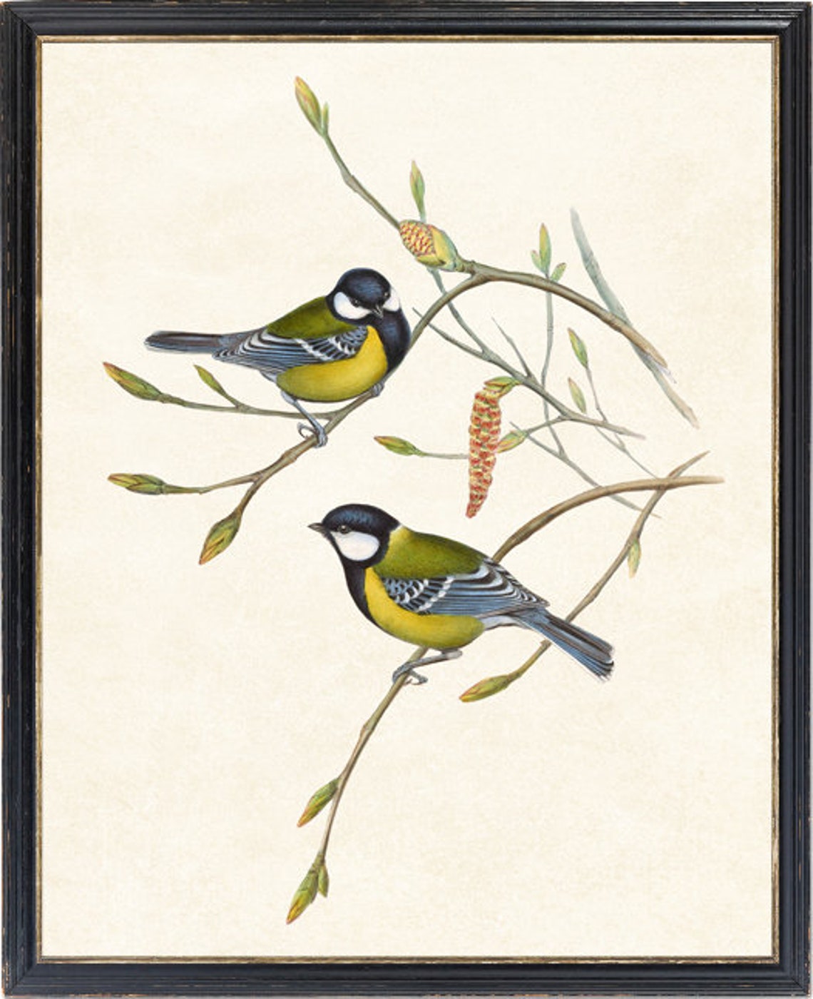 Great Tit Birds Pair on Branch Vintage Bird Illustration Poster - Image 2