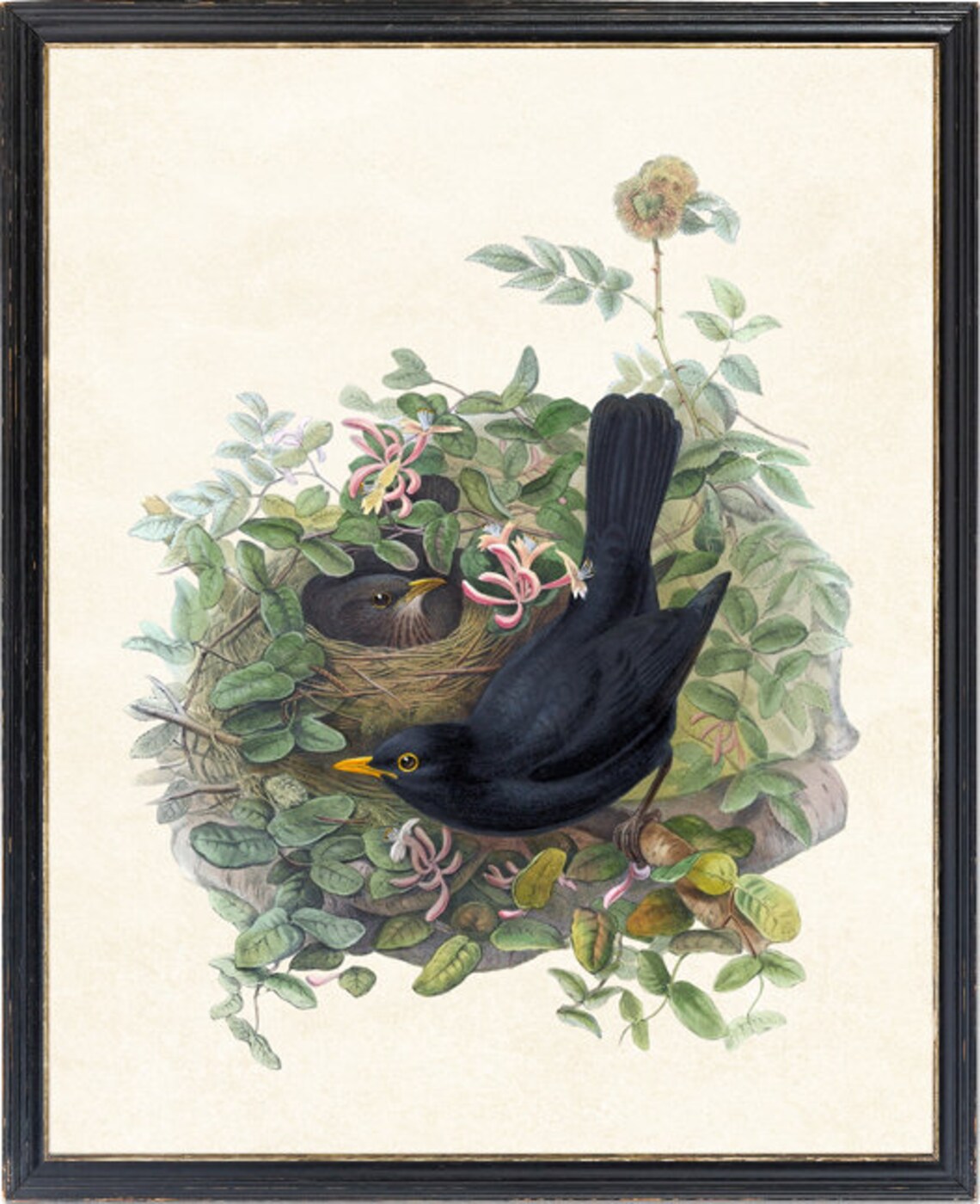 Blackbird and Nest Vintage Natural History Art Print - Image 4