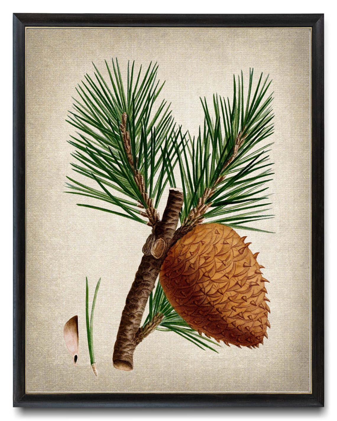 Vintage Pine Branch Large Cone Seed Botanical Illustration Poster
